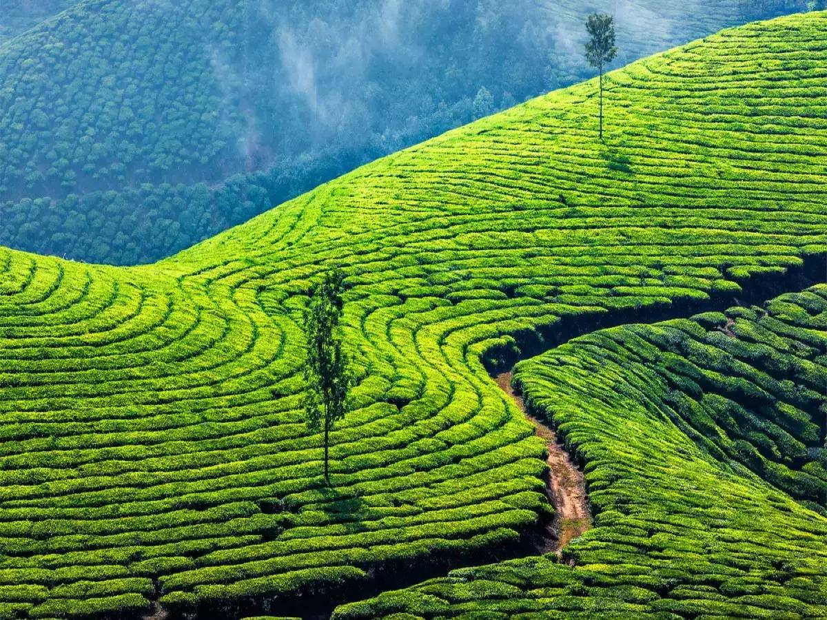 munnar package from bangalore